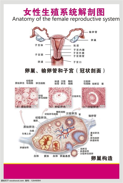 女性私处|女性生殖结构：